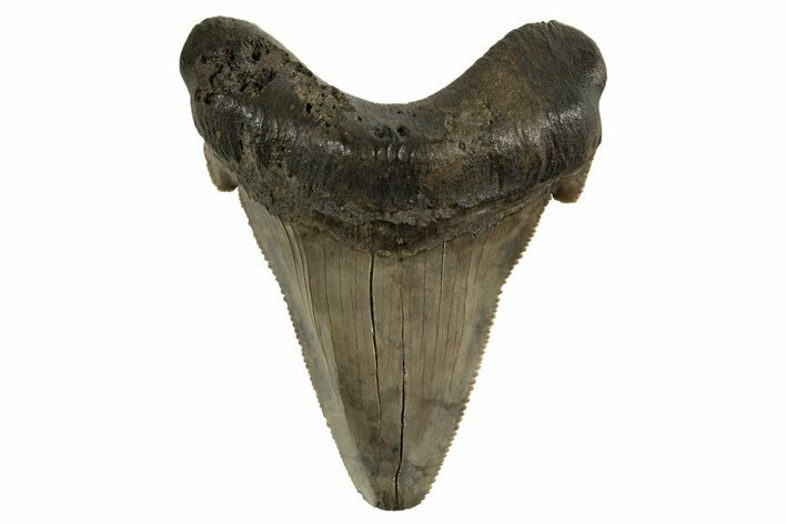 Serrated Angustidens Tooth - Megalodon Ancestor #321691